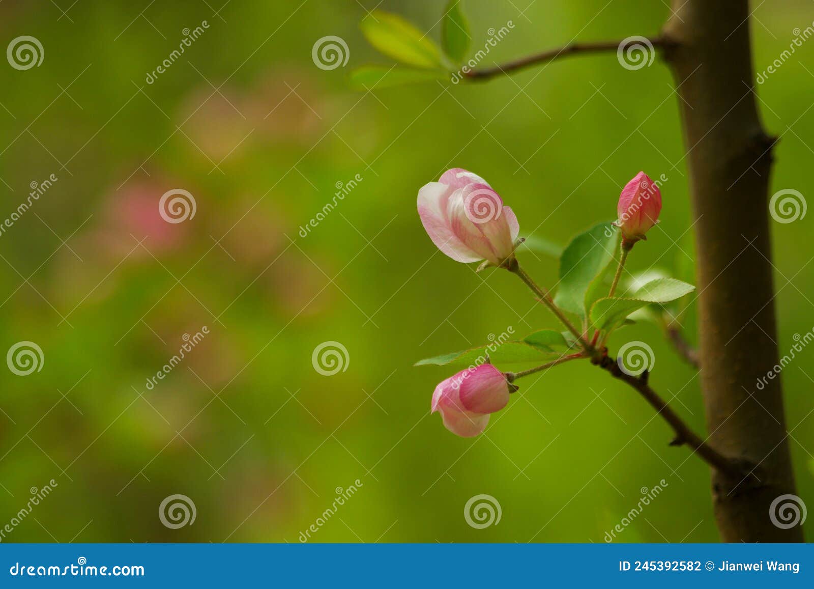 spring flowers